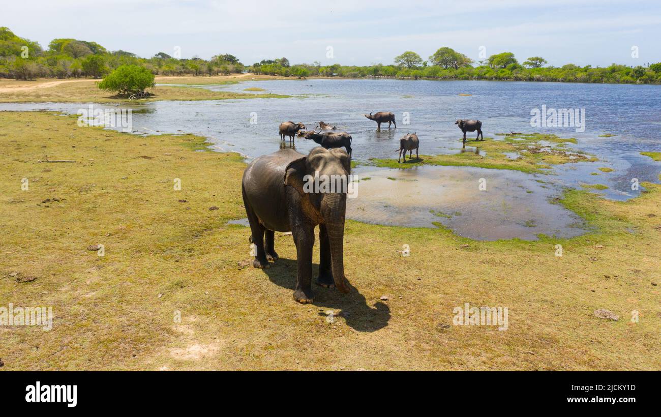 Der Wilde Elefant greift die Drohne an. Kumana Nationalpark. Sri Lanka. Stockfoto