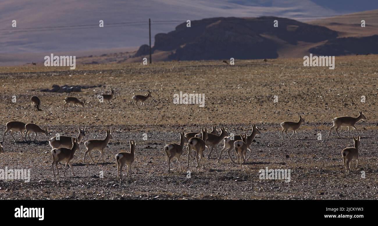 Tibetische Antilope mit wilden Tieren Stockfoto