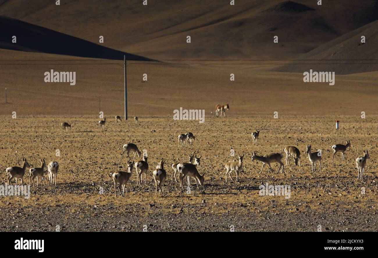 Tibetische Antilope mit wilden Tieren Stockfoto