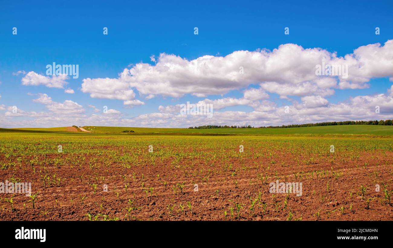 Maisfeld mit jungen Sämlingen. Ländliche Gegend. Panorama, Himmel, Wolken, Horizont Stockfoto