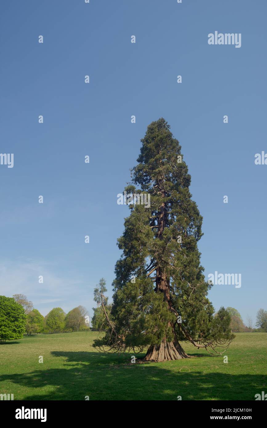 Das lebende Denkmal des Wellingtonia-Baumes, das Duke of Wellington in Großbritannien um die 1900 von wohlhabenden Victorianern gepflanzt hat, um die Landschaft der großen britischen Anwesen zu schmücken Stockfoto