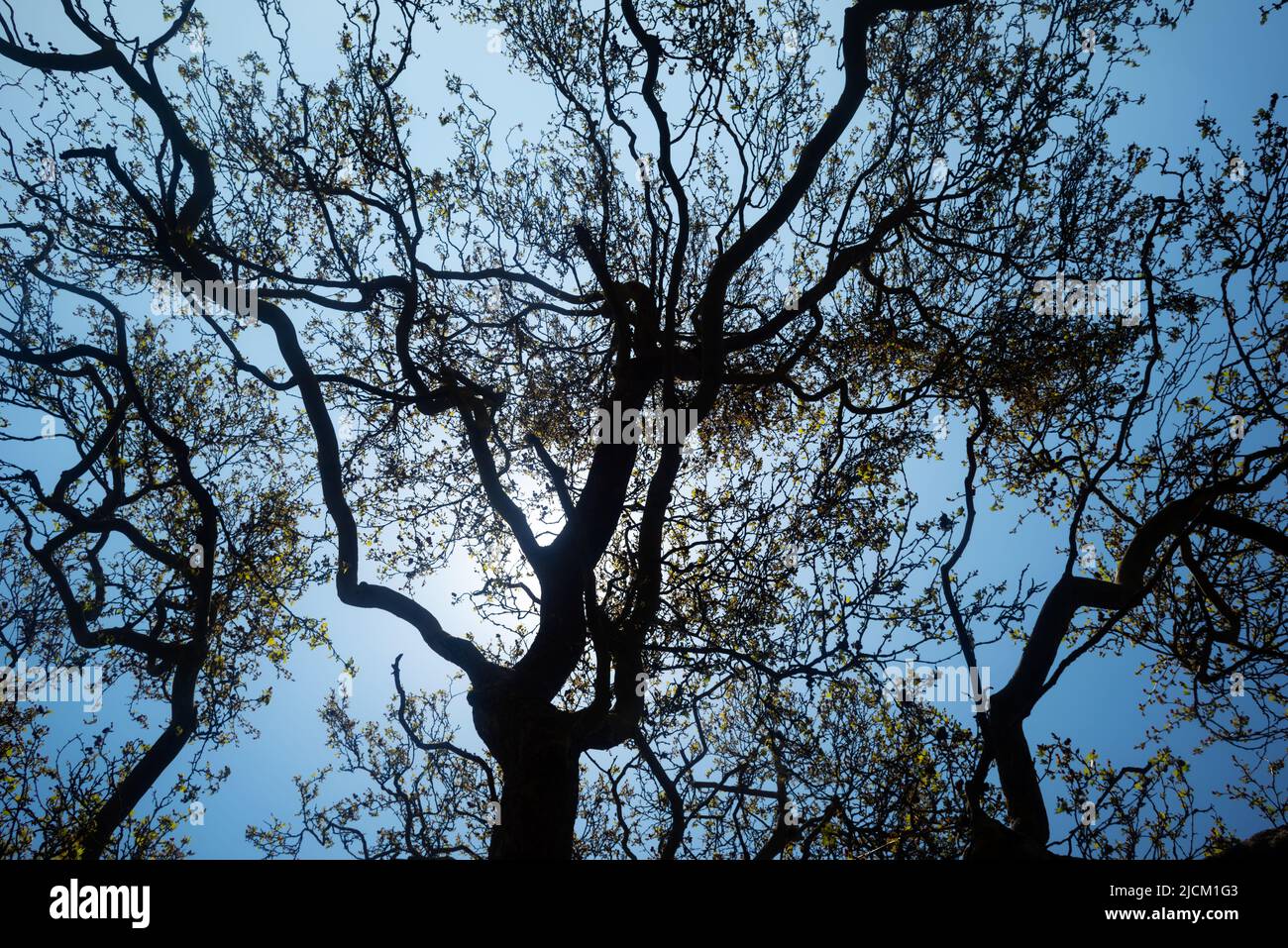Blick auf die verschlungen Zweige der Londoner Platanus hispanica, auf dem Land, wo er nicht beschnitten wurde Stockfoto Blick auf die verschlungen Zweige der Londoner Platanus hispanica, auf dem Land, wo er nicht beschnitten wurde Stockfoto