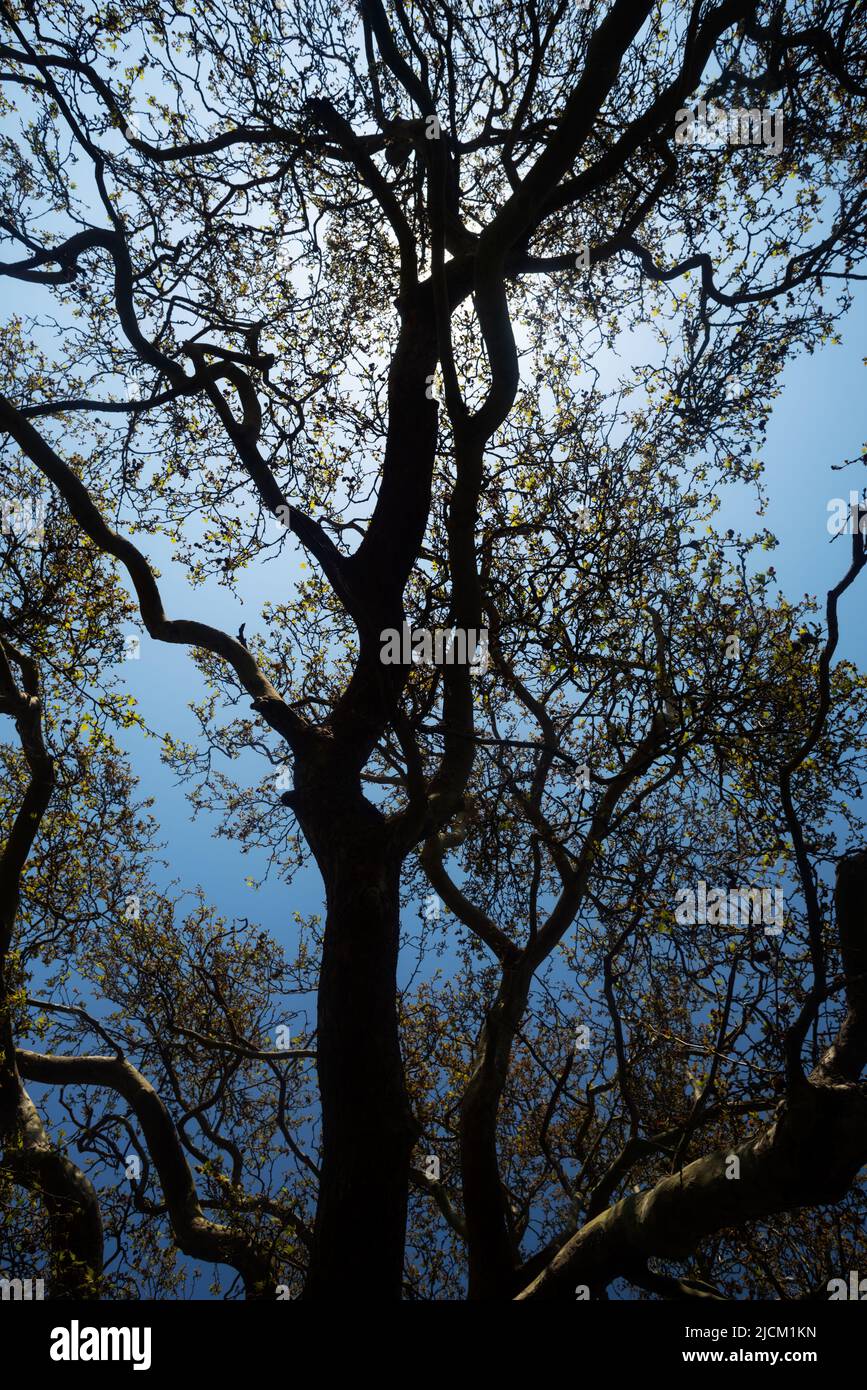 Blick auf die verschlungen Zweige der Londoner Platanus hispanica, auf dem Land, wo er nicht beschnitten wurde Stockfoto Blick auf die verschlungen Zweige der Londoner Platanus hispanica, auf dem Land, wo er nicht beschnitten wurde Stockfoto