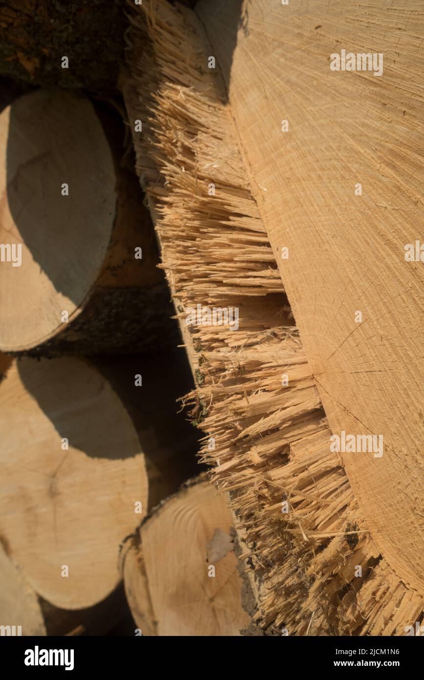 Austrocknen von gesägtem Schnittholz mit Splittern und Würzen außerhalb der Jahresringe, Mischung aus einigen Eichen und Edelkastanienbäumen Stockfoto