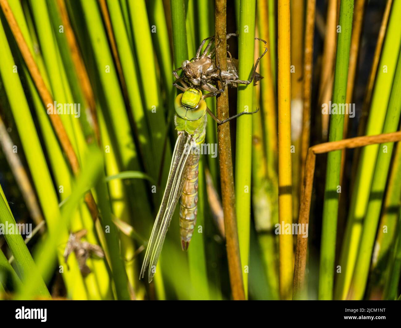 Aberystwyth, Ceredigion, Wales, Großbritannien. 14.. Juni 2022. Ein warmer Frühlingsmorgen und eine Kaiserdragonfly entspringen aus ihrer Schale (überströmt), während sie sich an einem stabilen Grasstamm am Rand eines Teiches festklammert. Die Erwachsenen legen jeden Sommer Eier und diese schlüpfen nach drei Wochen. Die Larve dauert dann 2 Jahre, bis sie sich in der harten Schale vollständig entwickelt. Dann klettern sie aus dem Wasser und die Ausströmung spaltet sich hinten und der Erwachsene zieht seinen Kopf und Thorax aus der Schale. Er zieht langsam seinen Bauch heraus, während er kopfüber hängt. Er dreht sich dann selbst nach oben, um das letzte Segment des Abdomens herauszuziehen. Die Flügel langsam Stockfoto