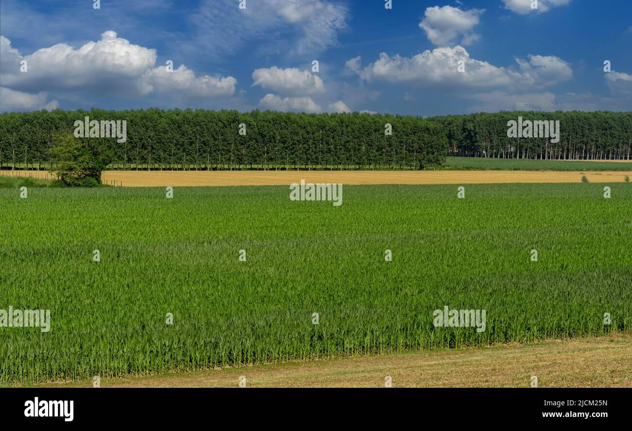 Mais- und Weizenfelder mit Pappelplantagen und blauem Himmel mit weißen Wolken. Landschaft der Po-Ebene in der Provinz Cuneo, Italien Stockfoto