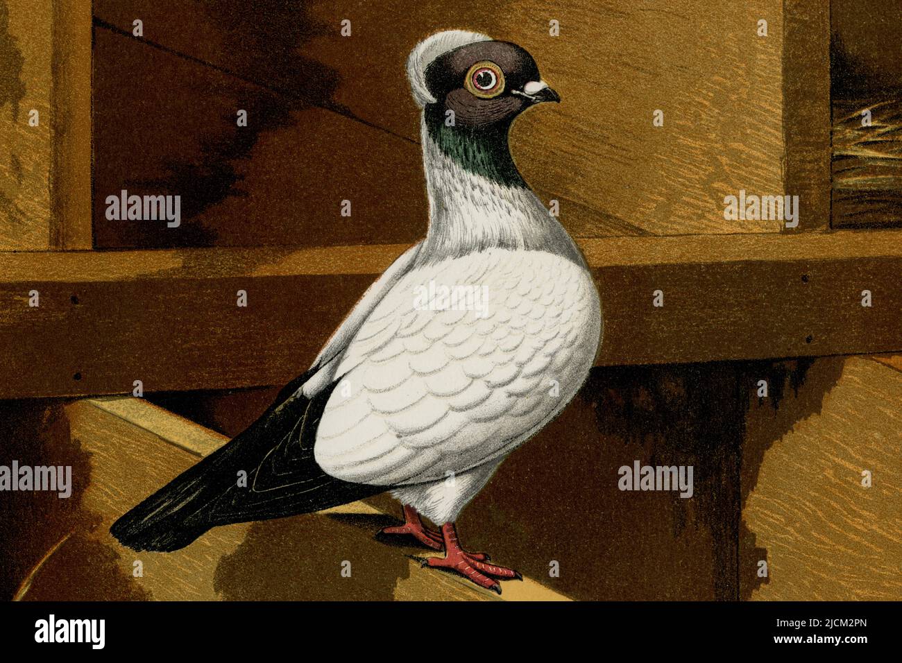 Eine Schwarzkopf-Nonne-Taube: Eines von drei Rassebeispielen, die im seltenen 'Illustrated Book of Pigeons with Standards for Judging' (auch bekannt als 'Cassell's Pigeon Book'), veröffentlicht im Jahr 1876, dargestellt und mit 50 Chromolithograph-Platten des britischen Künstlers Joseph W Ludlow (1840-1916) illustriert wurden. Nonnen-Tauben, gezüchtet zum Vorzeigen, haben hauptsächlich weiße Körper und farbige Köpfe und werden Nonnen oder holländische Muscheln aus den erhabenen, haubenähnlichen Federn auf dem Rücken ihrer Köpfe und Hälse genannt. Stockfoto