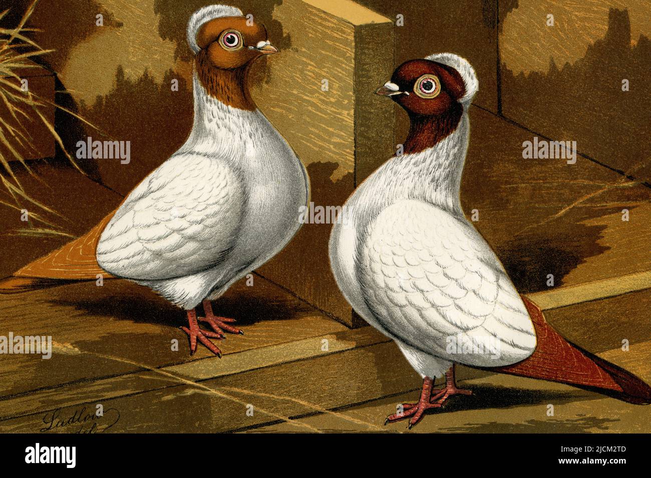 Nonnentauben mit gelben und roten Köpfen: Zwei der drei Rassebeispiele, die in dem seltenen 'Illustrated Book of Pigeons with Standards for Judging' (auch bekannt als 'Cassell's Pigeon Book'), veröffentlicht 1876, dargestellt und mit 50 Chromolithographen-Platten des britischen Künstlers Joseph W Ludlow (1840-1916) illustriert wurden. Nonnen-Tauben, gezüchtet zum Vorzeigen, haben hauptsächlich weiße Körper und farbige Köpfe und werden Nonnen oder holländische Muscheln aus den erhabenen, haubenähnlichen Federn auf dem Rücken ihrer Köpfe und Hälse genannt. Stockfoto