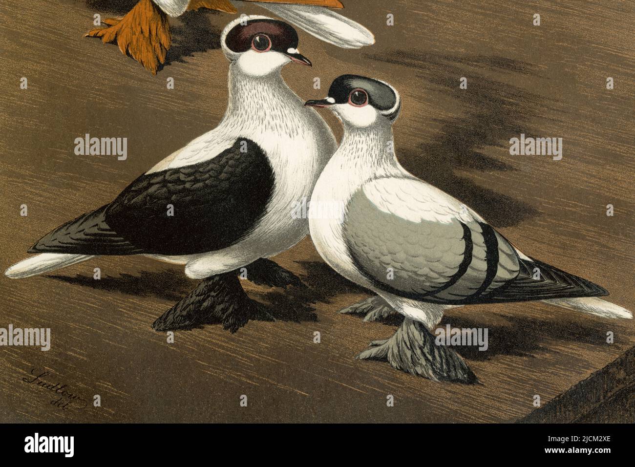 Die Füße dieser beiden Beispiele von Schwalbentauben - eine schwarze und eine blaue - sind fast vollständig durch ihre üppigen Federn verborgen. Die Vögel wurden vom britischen Künstler Joseph W Ludlow (1840-1916) für das seltene 'Illustrated Book of Pigeons with Standards for Judging' (auch bekannt als 'Cassell's Pigeon Book') gemalt, geschrieben von Robert Fulton und erstmals 1876 mit 50 Chromolithographien-Illustrationen veröffentlicht. Stockfoto