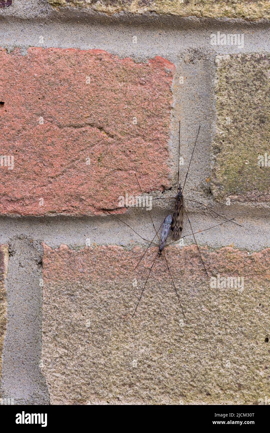 Morphologische Größendifferenz von zwei gewöhnlichen Kranfliegen Tipula rufina, die auf einer Ziegelwand zusammenkleben, beißfreie Fliege Stockfoto
