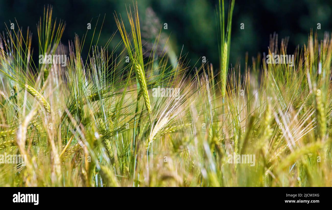 Roggen. Stacheletts von Getreidepflanzen in Nahaufnahme. Hintergrundbild Stockfoto