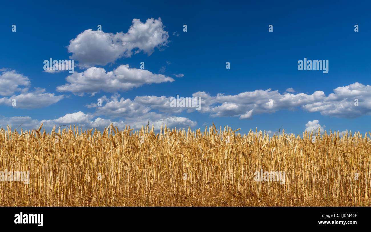 Goldener Weizen mit reifen Ohren am blauen Sommerhimmel, Landschaftsbanner, ideal für Poster mit Kopierfläche Stockfoto