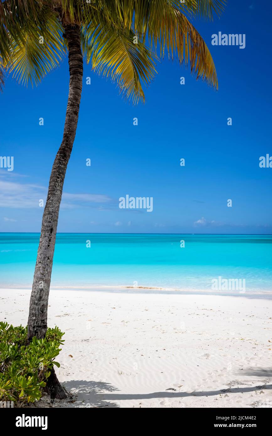 Ein tropischer Paradiesstrand unter einer Kokospalme Stockfoto