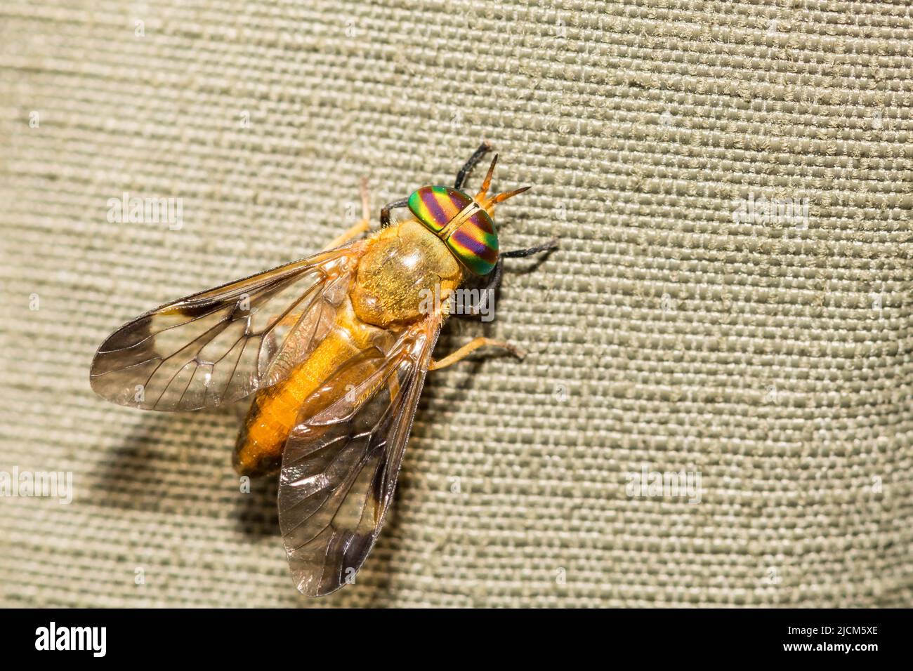Gelbe Fliege - Diachlorus ferrugatus Stockfoto
