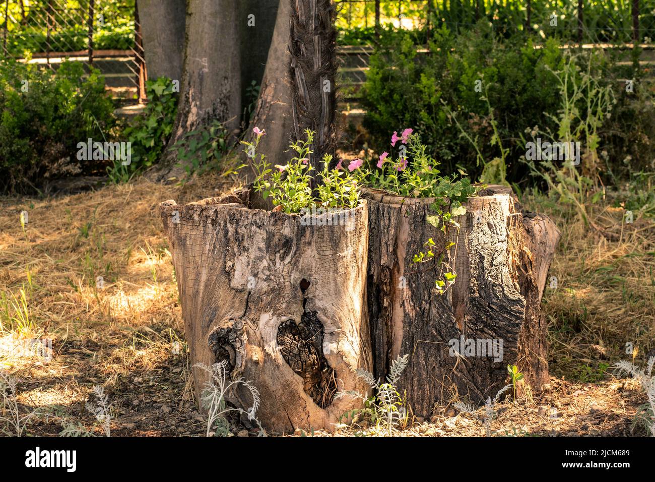 Zwei alte Baumstümpfe gefüllt mit Zierpflanzen in einem öffentlichen Park Stockfoto