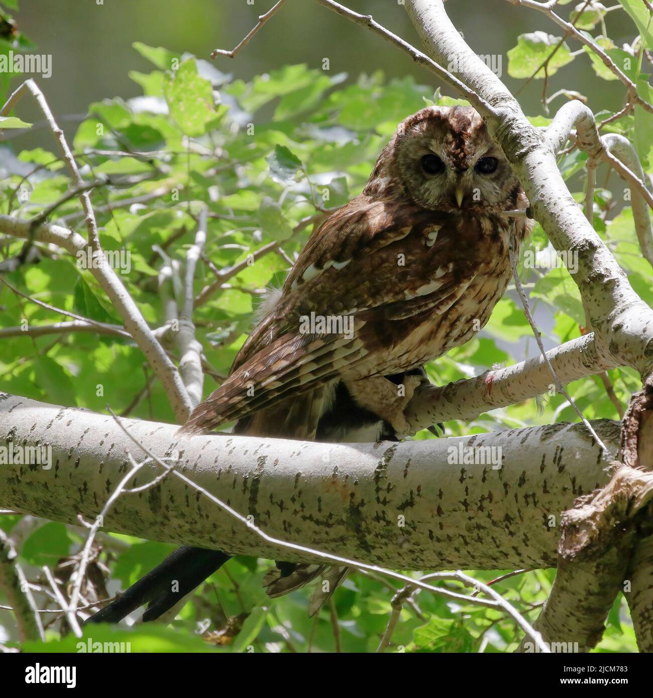 Waldkauz (Strix aluco) mit Beute Stockfoto
