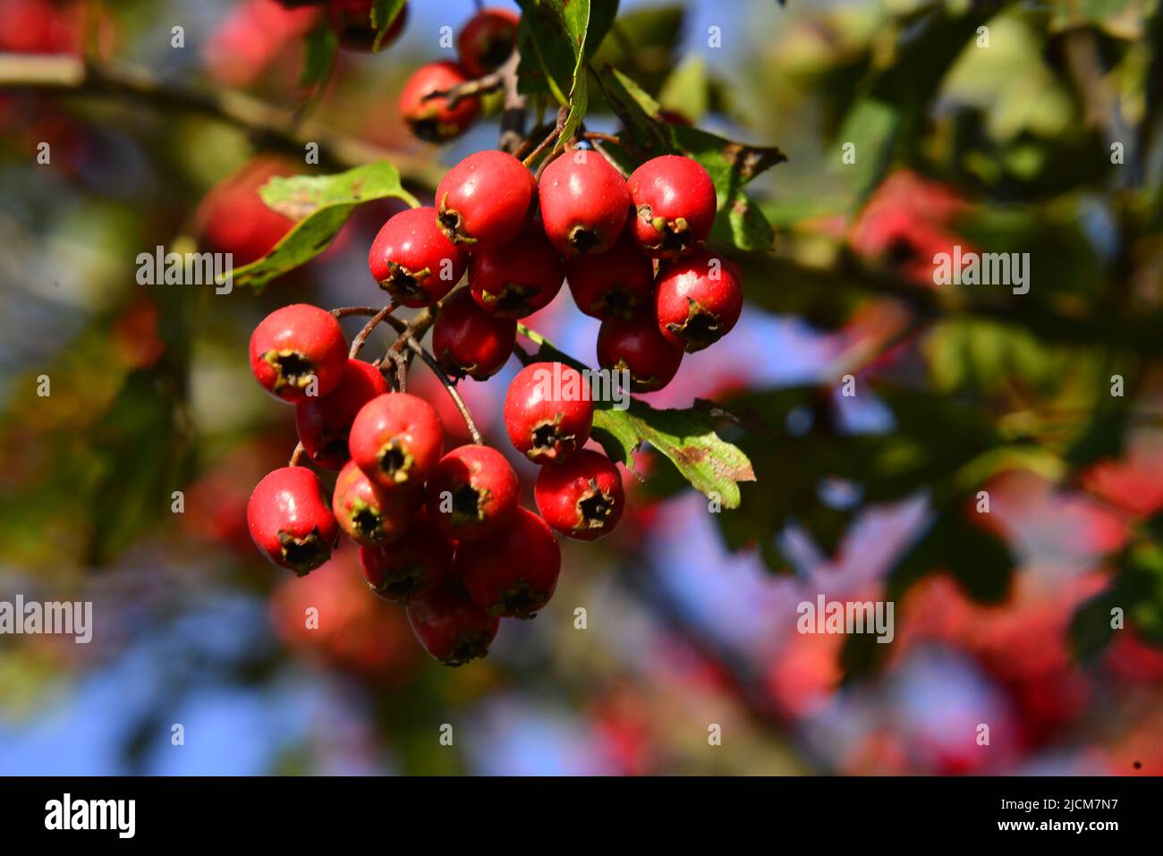 Reife Beeren von Crataegus Monogyna im Herbst Stockfoto