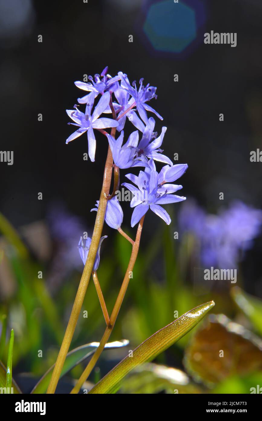 Scilla bifolia am Ende des Winters Stockfoto