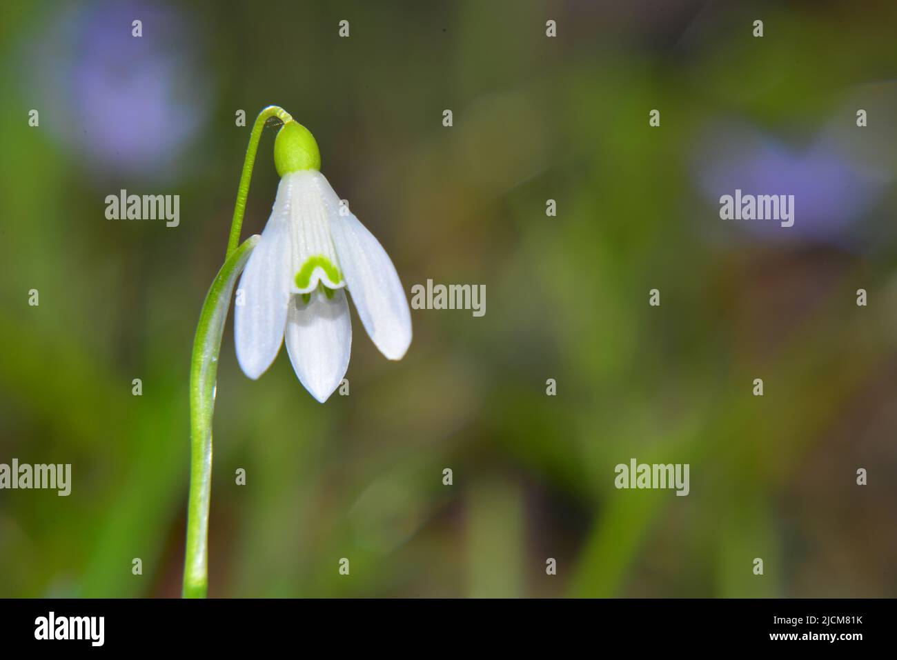 Galanthus nivalis kündigt die Ankunft des Frühlings an Stockfoto