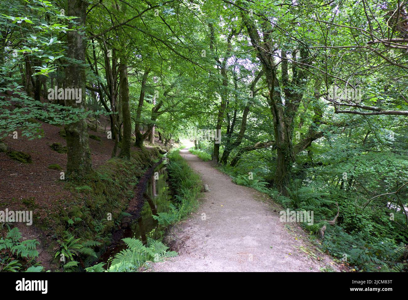 Treffry Viadukt 19. Jahrhundert Industriereste und Weltkulturerbe das Luxulyan Valley oder Glynn Gwernan Stockfoto