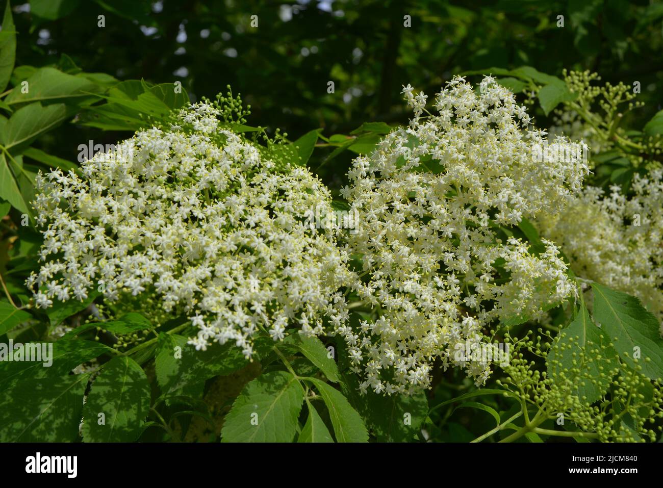 Holunderblüte im Mai Stockfoto