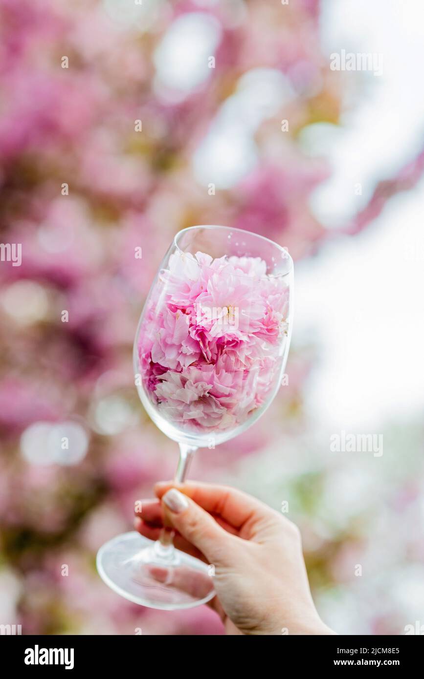 Abstrakter Frühlingshintergrund, Weinglas mit Blumen auf einem Hintergrund von blühendem Sakura-Baum. Weicher, selektiver Fokus. Stockfoto