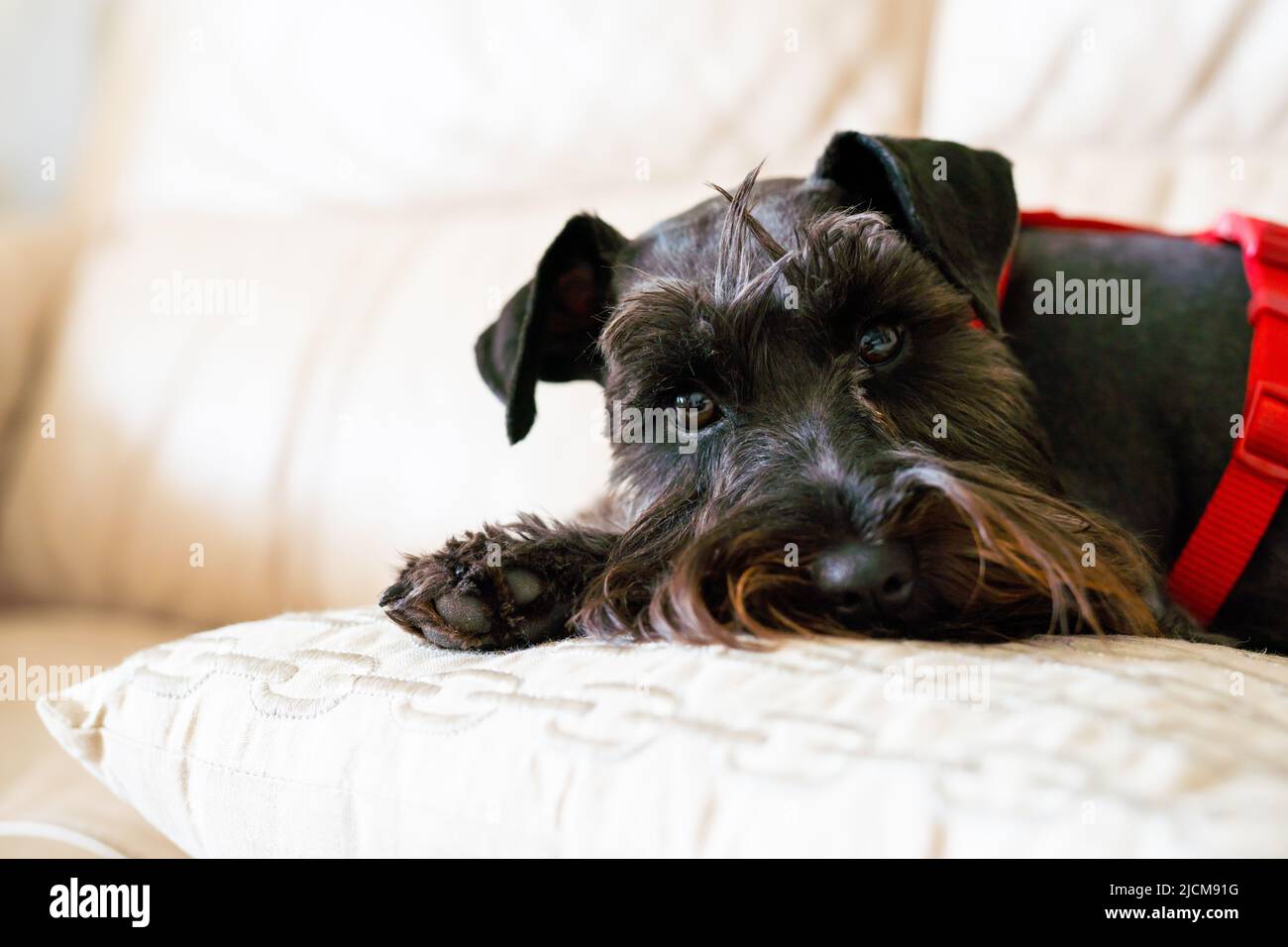 Niedlicher schwarzer Schnauzer, der zu Hause auf dem Sofa liegt Stockfoto