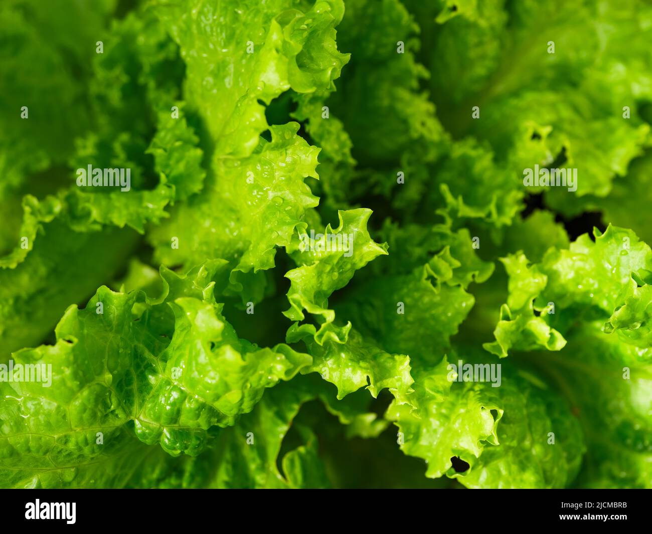 Eine Nahaufnahme eines frischen grünen Salathintergrunds mit Wassertropfen Stockfoto