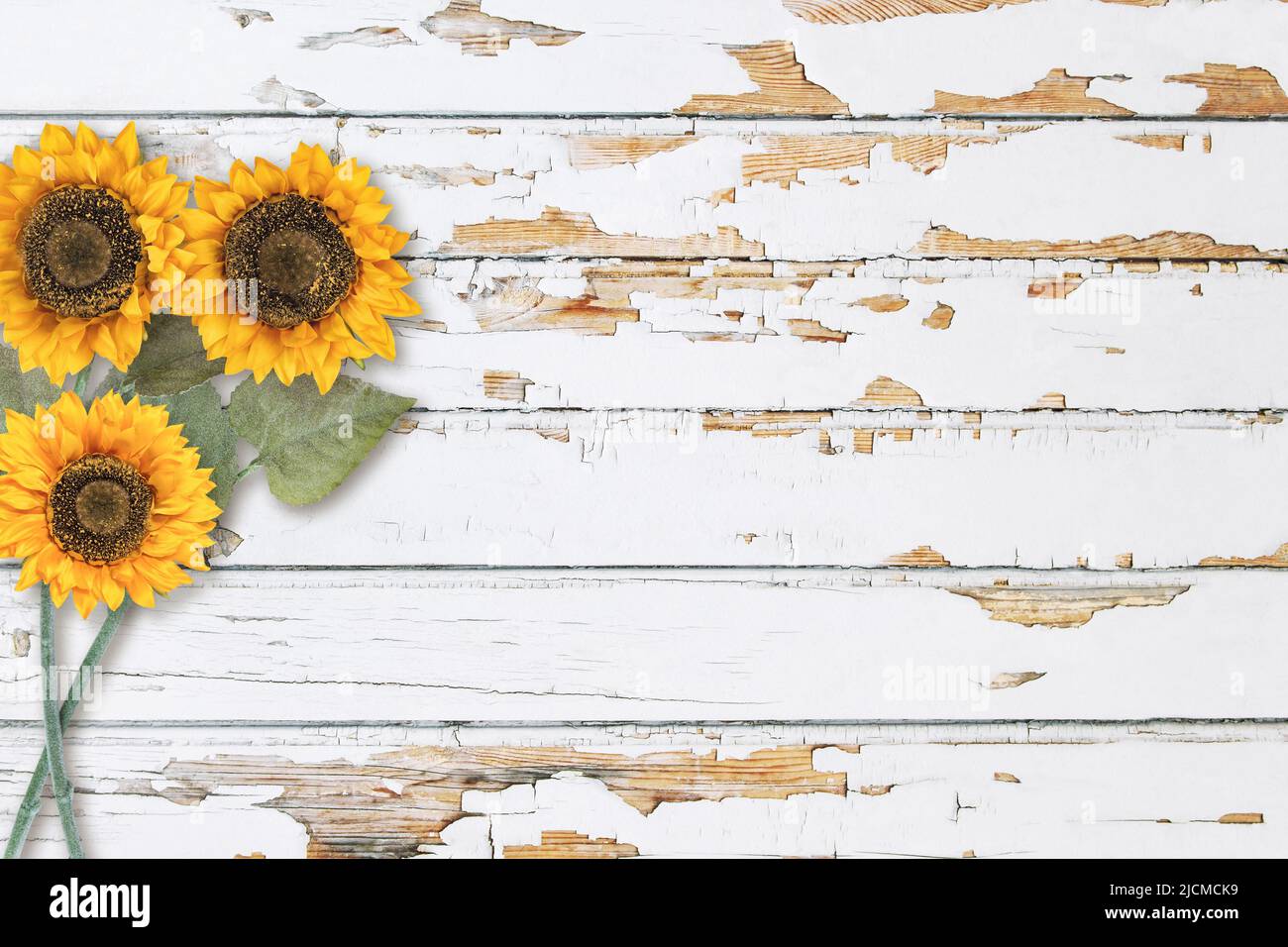 Holzstruktur florale Sonnenblume Bauernhaus Dekoration. Heller Holzhintergrund Stockfoto