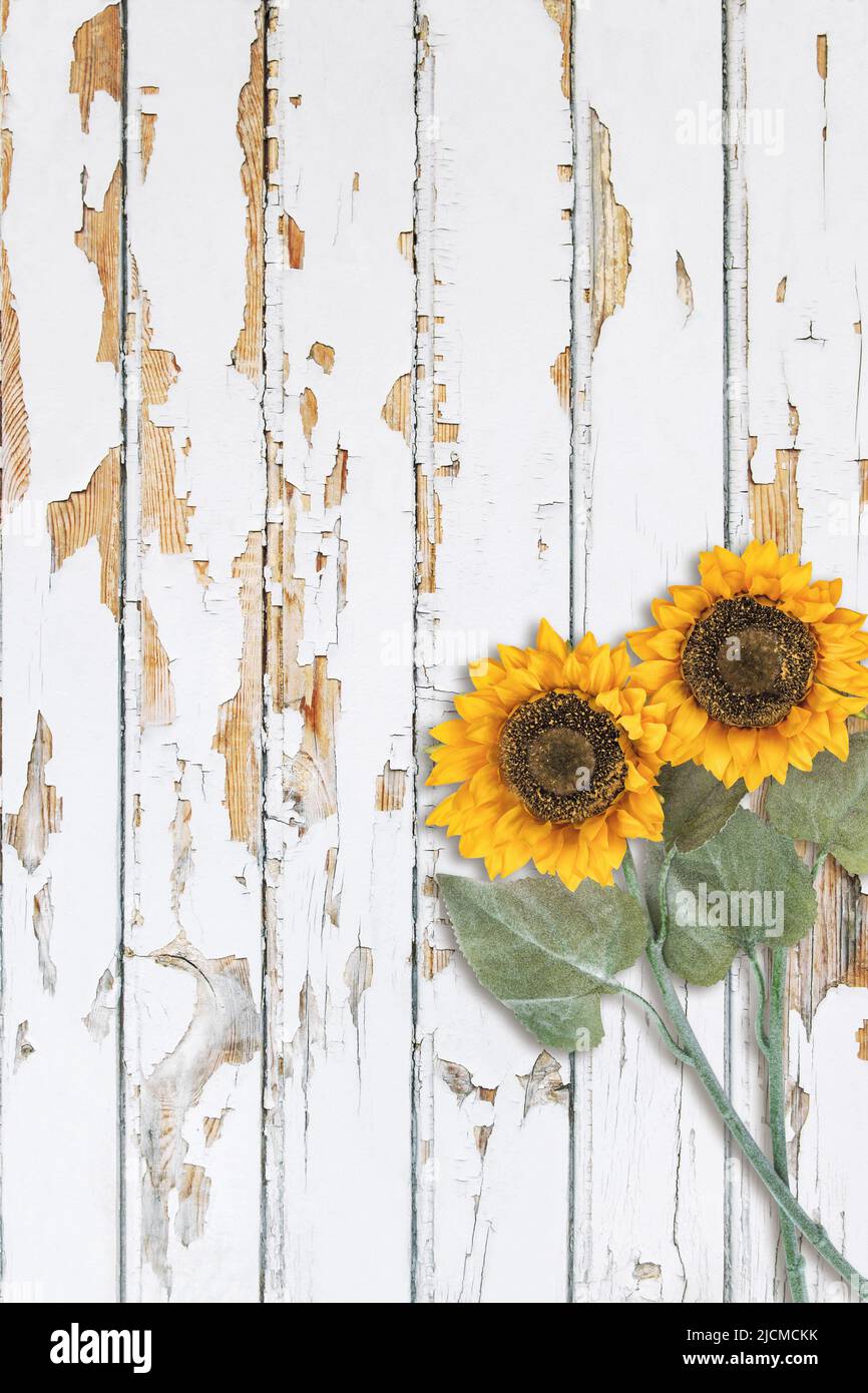 Heller Holzhintergrund mit Sonnenblumen. Holzstruktur florale Bauernhaus Dekoration Stockfoto