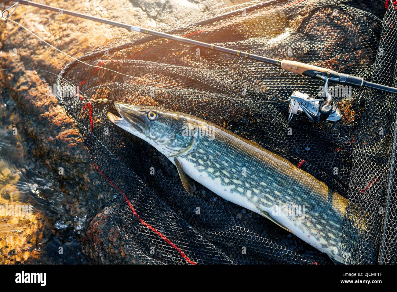 hecht Fische im Landungsnetz mit Spinnrute auf dem Felsen Stockfoto