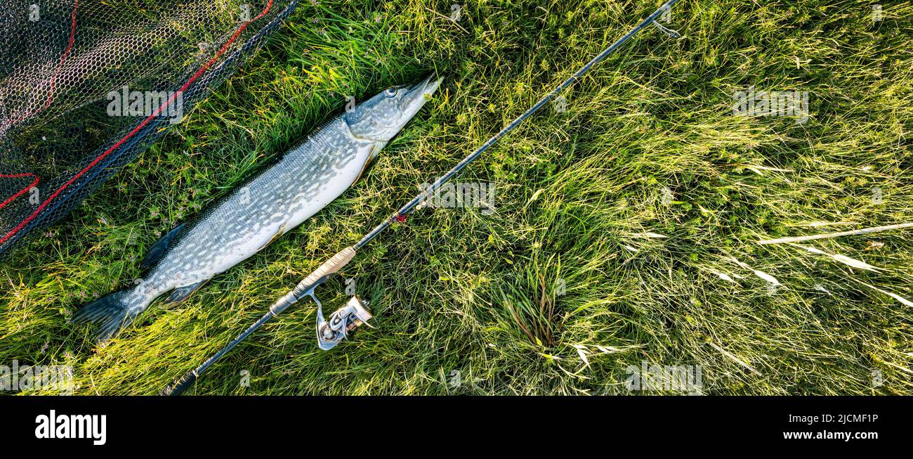hecht Fisch und Angelausrüstung auf grünem Gras Hintergrund. Banner Stockfoto