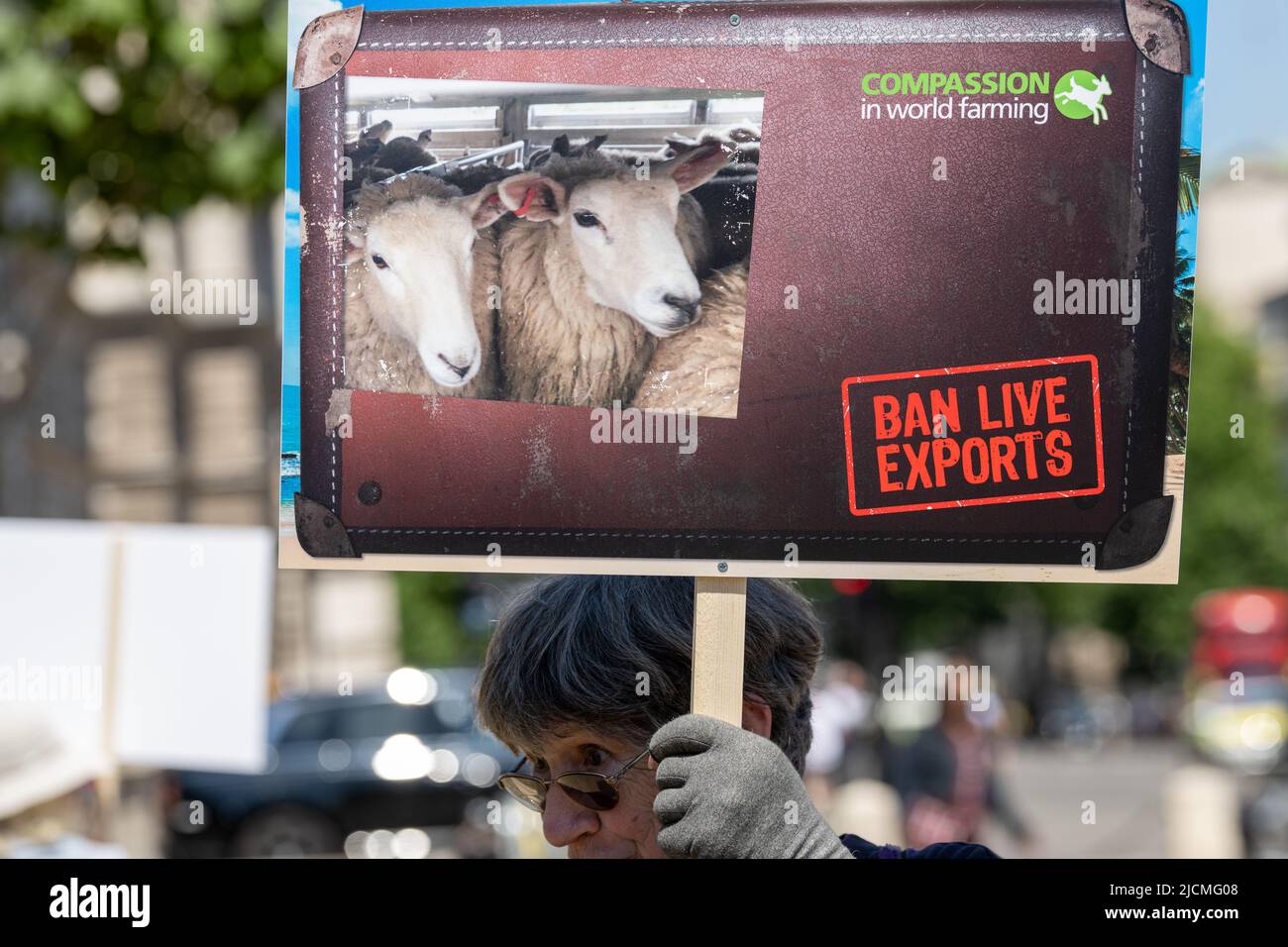 London, Großbritannien. 14.. Juni 2022. Mitgefühl in der Landwirtschaft Protest gegen Lebendviehexporte im Parliament Square London Großbritannien, Quelle: Ian Davidson/Alamy Live News Stockfoto