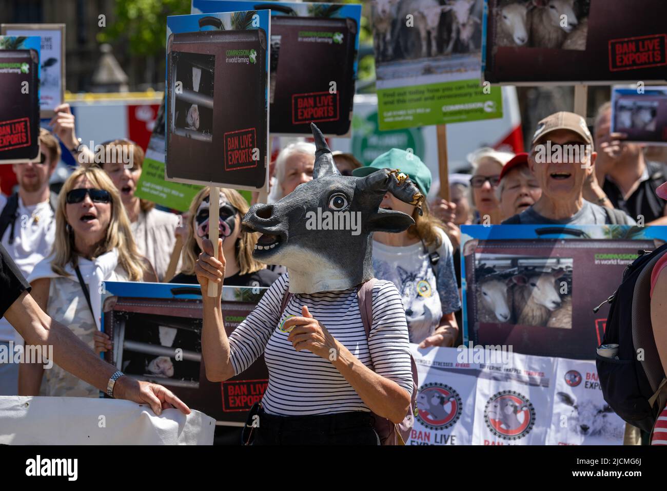 London, Großbritannien. 14.. Juni 2022. Mitgefühl in der Landwirtschaft Protest gegen Lebendviehexporte im Parliament Square London Großbritannien, Quelle: Ian Davidson/Alamy Live News Stockfoto