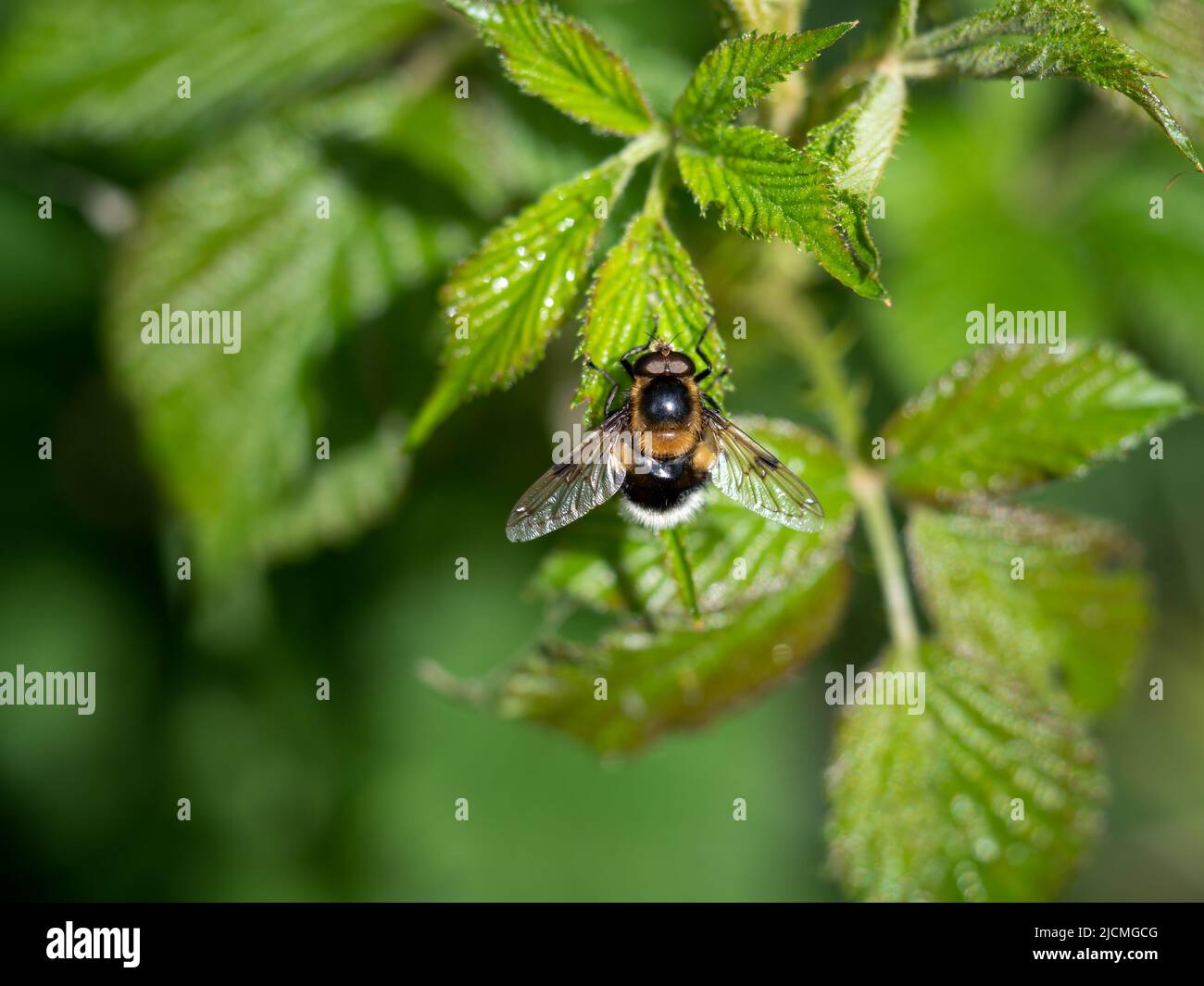 Schwebfliege Volucella bombylans var. plumata auf schwarzem Busch. Hummel imitiert. Stockfoto