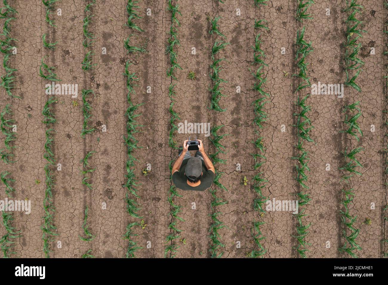 Luftaufnahme des Landarbeiters, der Drohne im kultivierten Maispflanzenfeld verwendet, Drohne pov direkt darüber Stockfoto