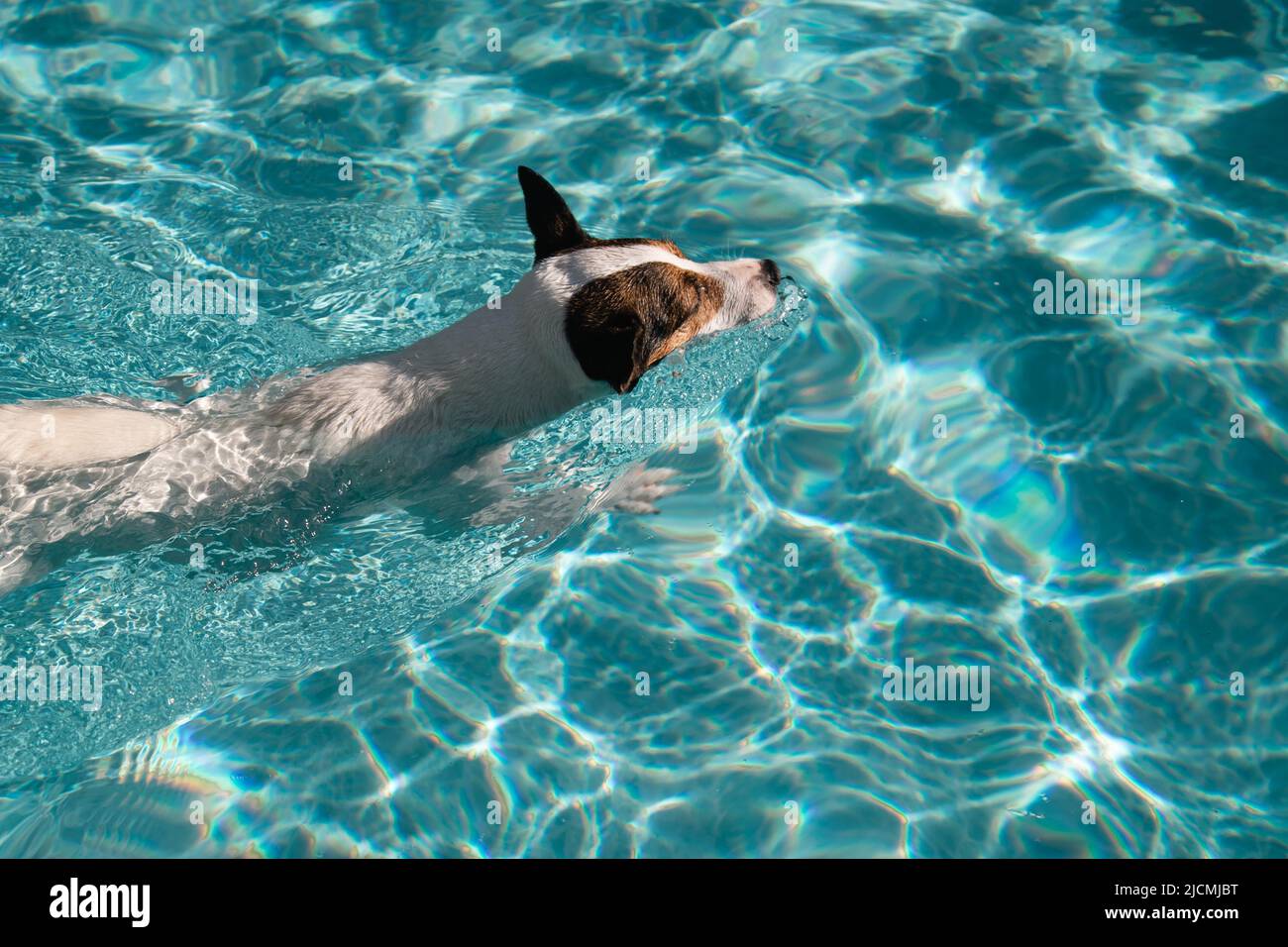 Jack Russell Terrier schwimmend in einem Hinterhof Swimmingpool Stockfoto