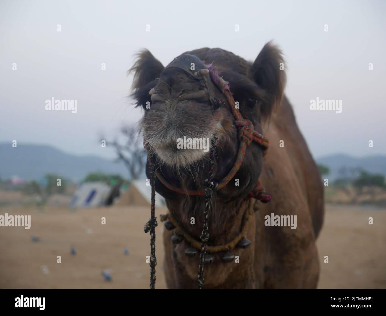 Kamel Gesicht Nahaufnahme. Kamel ist langhalsig Tier Stockfoto