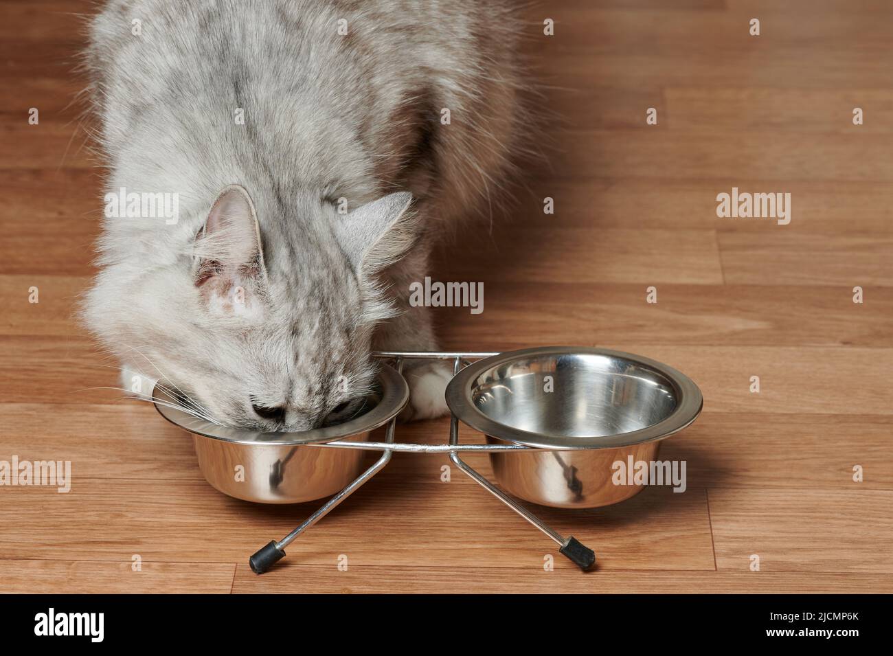 Hungry Cat-Thema. Katze leckt Speisereste vom Teller Stockfoto