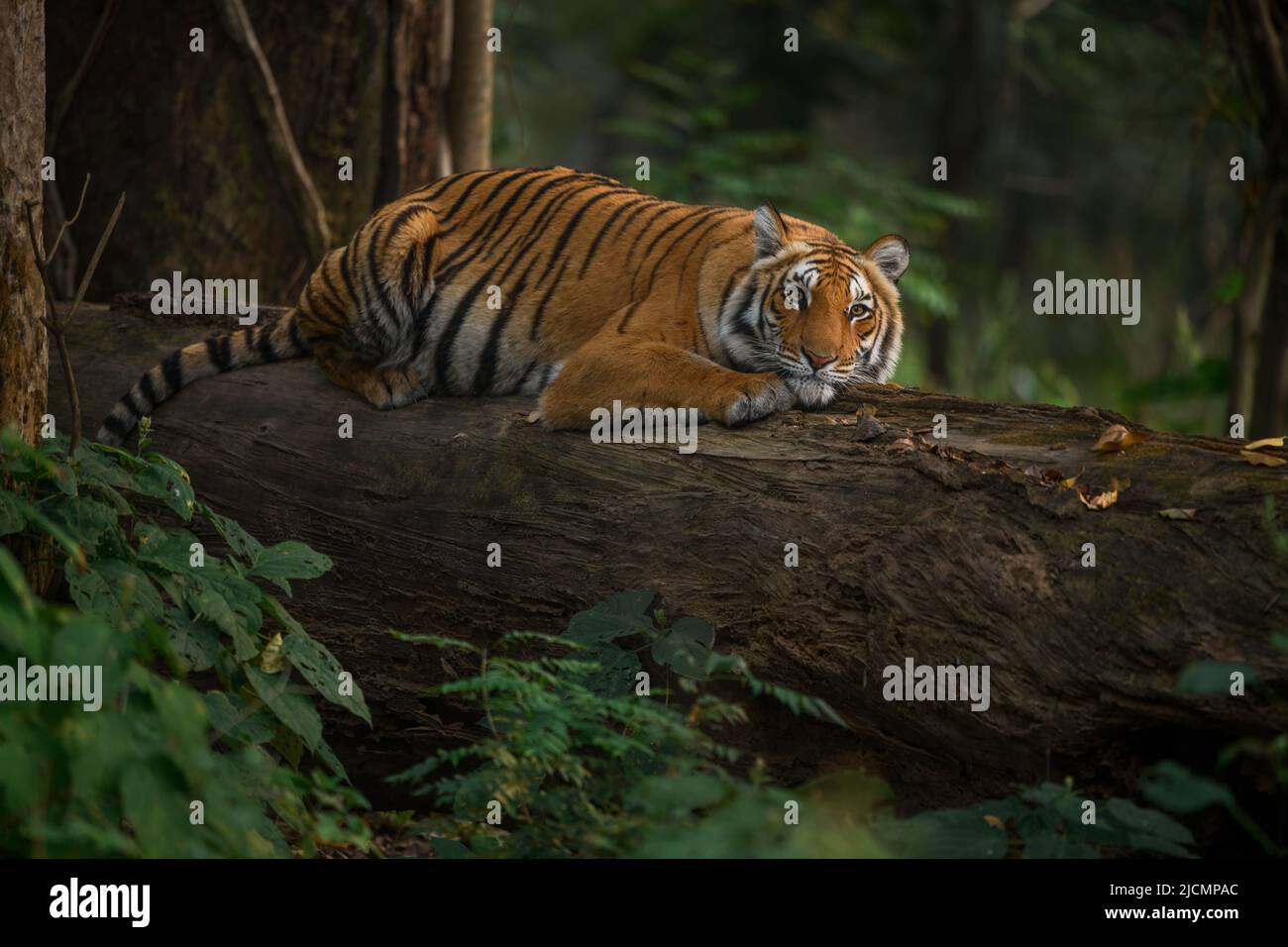 Wilde Tigerin, die auf einem umgestürzten Baumstamm im Jim Corbett National Park, Uttarakhand, Indien, ruht Stockfoto