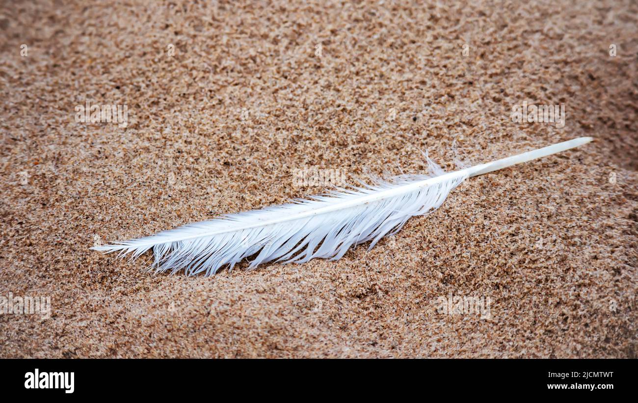 Eine weiße Vogelfeder, die auf dem braunen Boden liegt Stockfoto