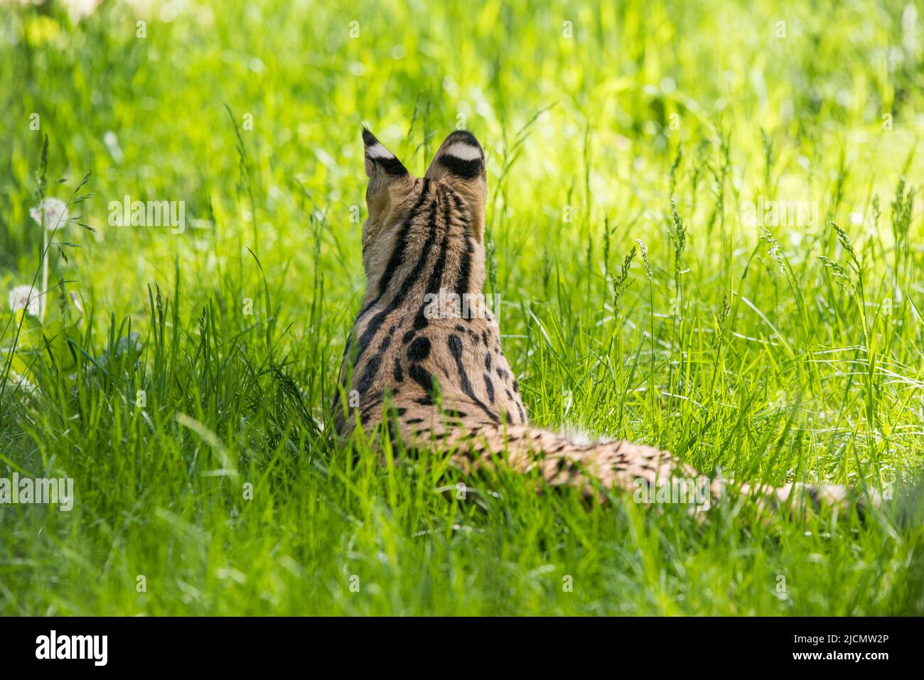 Serval Leptailurus Serval Rest im Gras Stockfoto