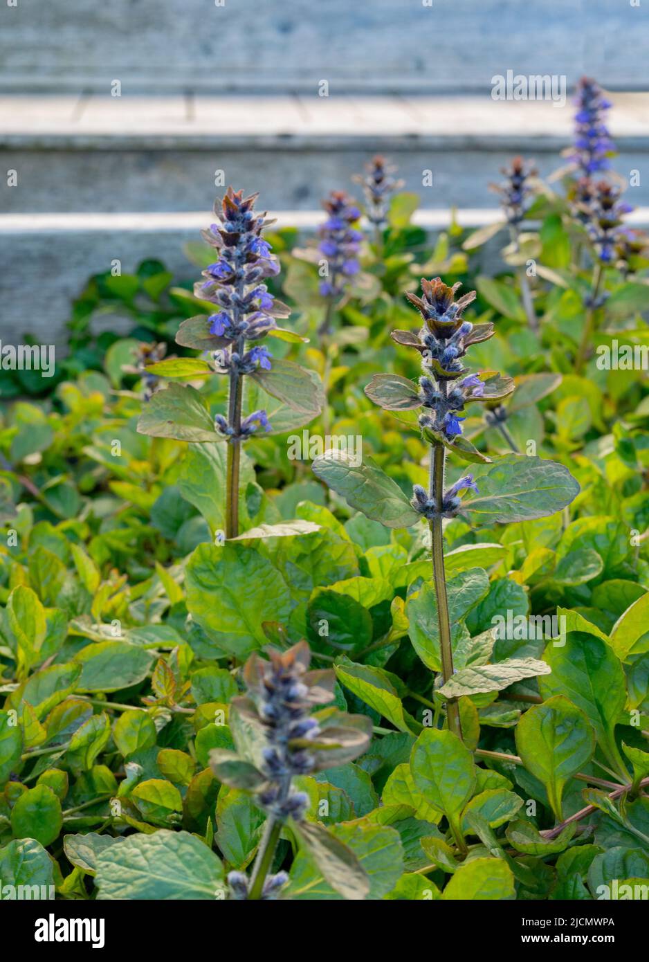 Ajuga reptans, bugleweed, mit klaren blauen Blüten in Brønnøysund, Norwegen. Stockfoto