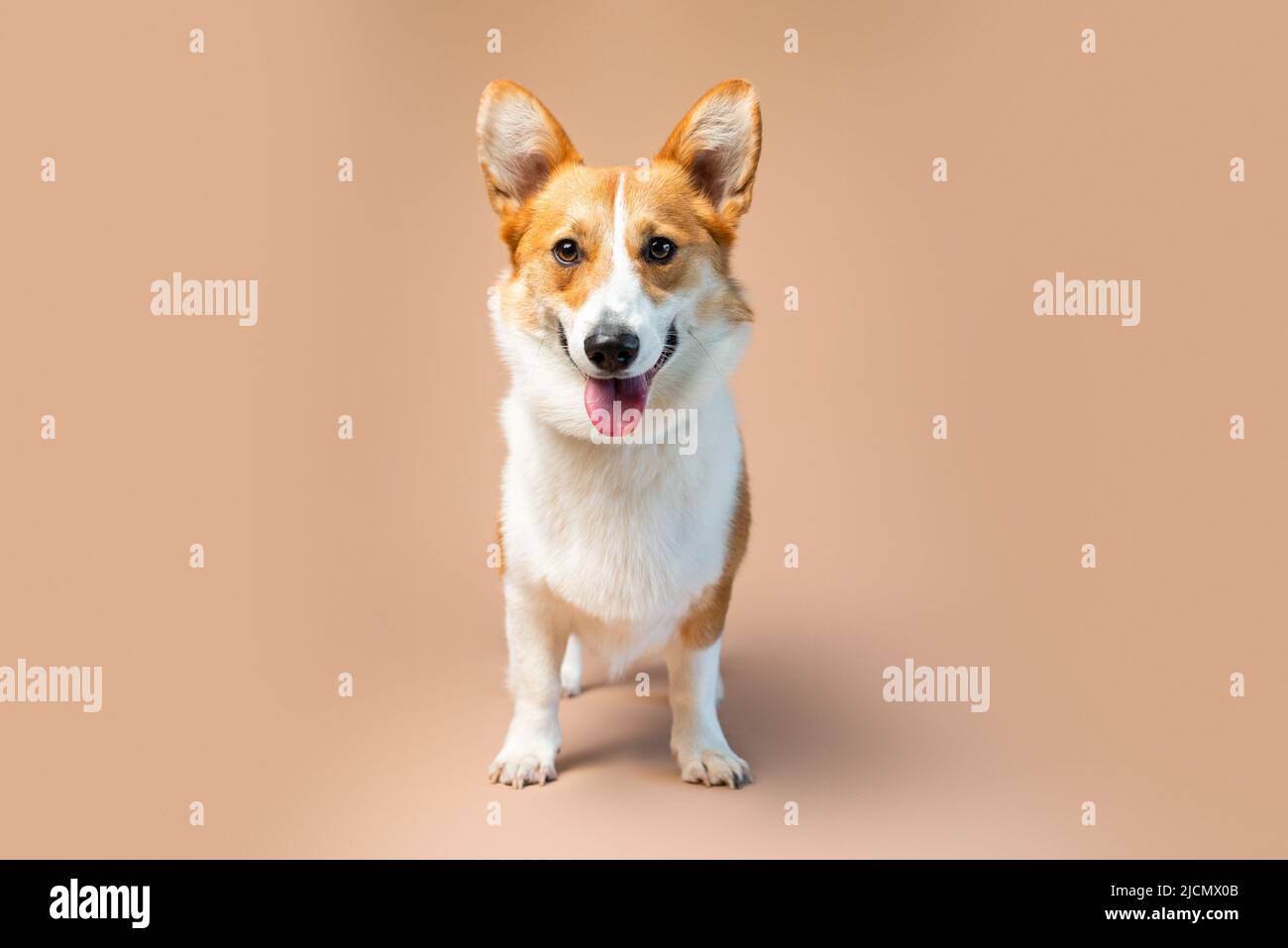 Welsh Corgi Pembroke Zuchthund von roter und weißer Farbe auf hellbraunem Hintergrund Stockfoto