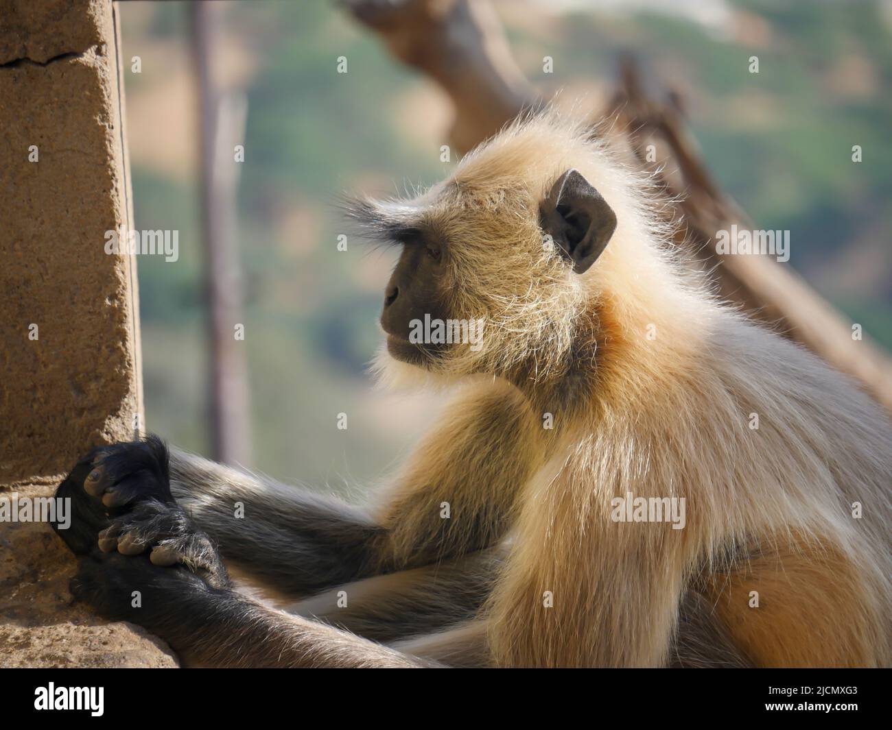 Grauer Langur-Affe, auch bekannt als hanuman-Languren, die sich entspannen und Menschen beobachten Stockfoto