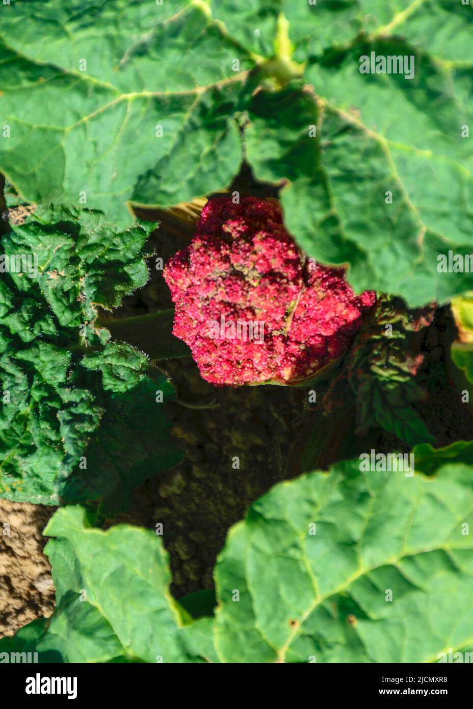 Schöne rosa Rhabarberblüte, die erste Blume unter den grünen Blättern, eine glückliche rosa Knospe auf einem Hintergrund von grünen Blättern Stockfoto