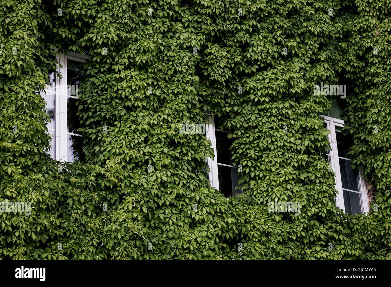 Gebäude mit viel Grün bedeckt. Umweltfreundliche Architektur. Ökologie und grünes Leben in der Stadt Stockfoto