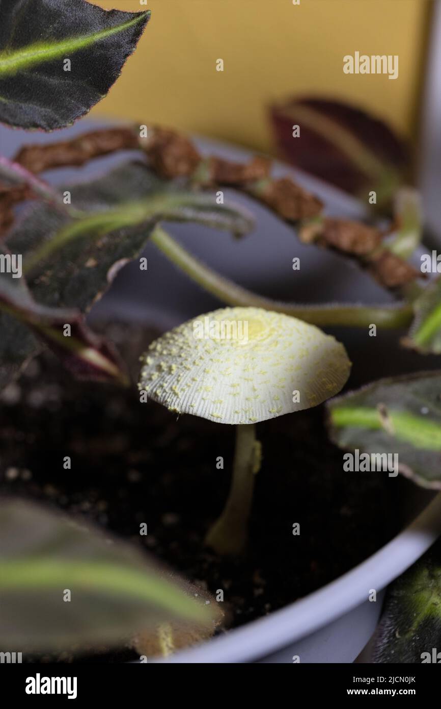 Leucocoprinus birnbaumii, Lepiota lutea, Gelber Zimmerpflanzen-Pilz, ein  saprotrophischer Pilz, ungeniebar, Und hufig im Kompost des Topfens  vorkommende Stockfotografie - Alamy