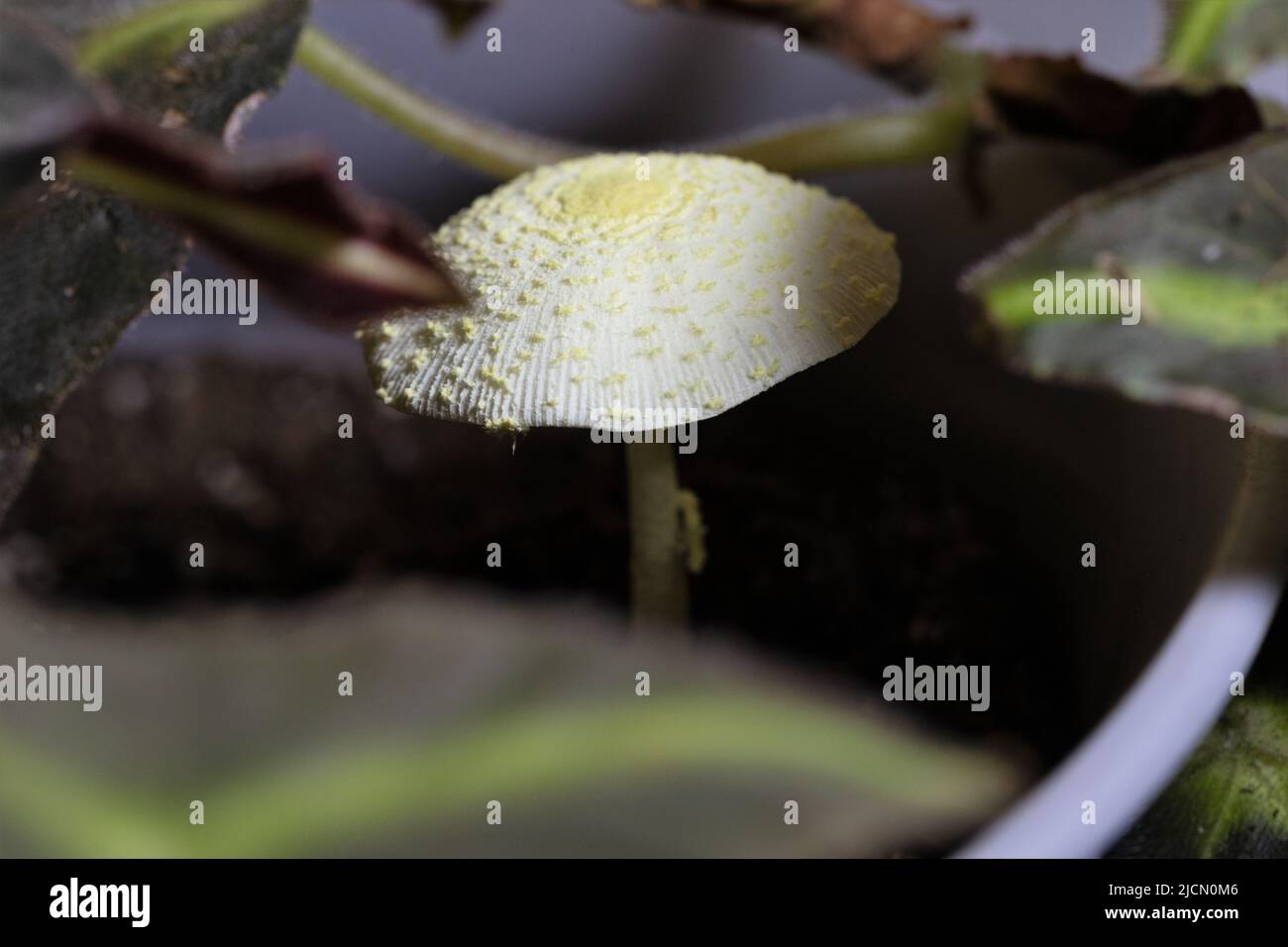 Ein Leucocoprinus birnbaumii Pilz im Boden einer Zimmerpflanze. Stockfoto