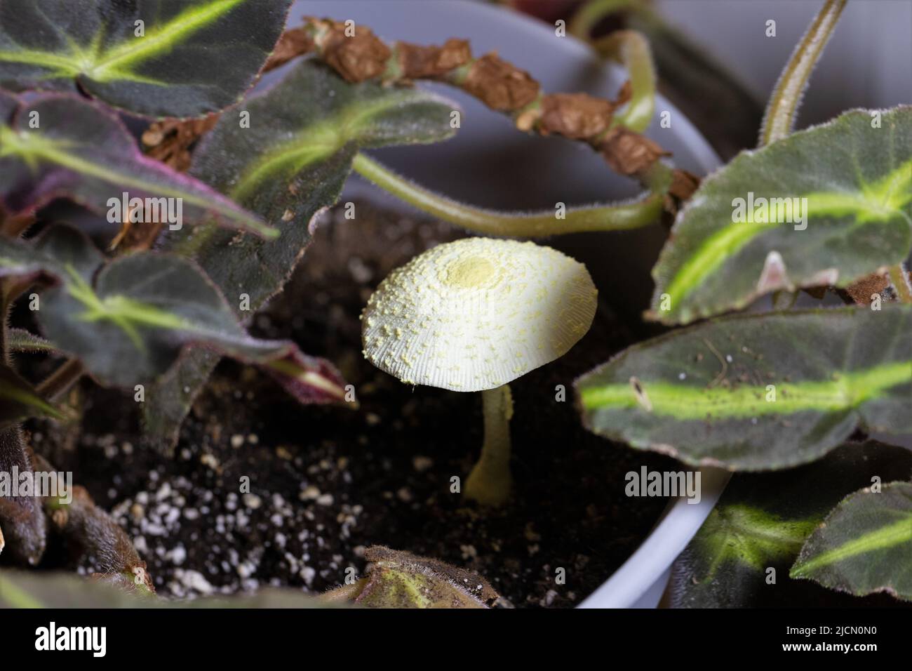 Ein Leucocoprinus birnbaumii Pilz im Boden einer Zimmerpflanze. Stockfoto